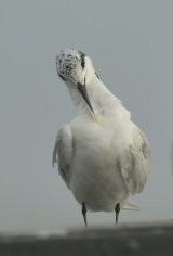 websandwichtern7