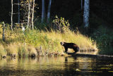 Wolverine on log over a stream
