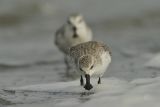 Spoon-billed Sandpipers feeding.
