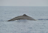 Sperm Whale