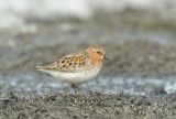 Male Red-necked Stint