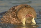 walrus1