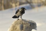 Hooded Crow