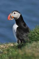 Puffin