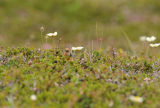 Spoon-billed Sandpiper on Nest