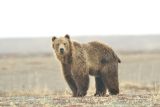 Brown Bear