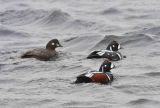 Harlequin Ducks