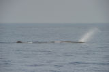 Sperm Whale (Logging)
