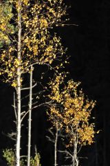 Autumn Birch