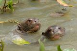 Giant River Otters