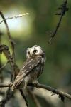 Tengmalms Owl. Taiga Forest, Finland.