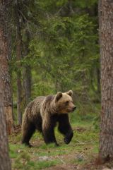Brown Bear