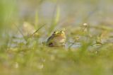 Marsh Frog