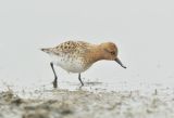 Spoon-billed Sandpiper Feeding