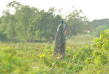 Indian Peafowl (Peacock)