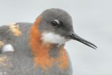 Red-necked Phalarope