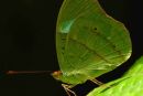 Obrinus Olivewing. nessaea obrinus