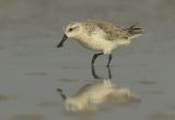 Spoon-billed Sandpiper