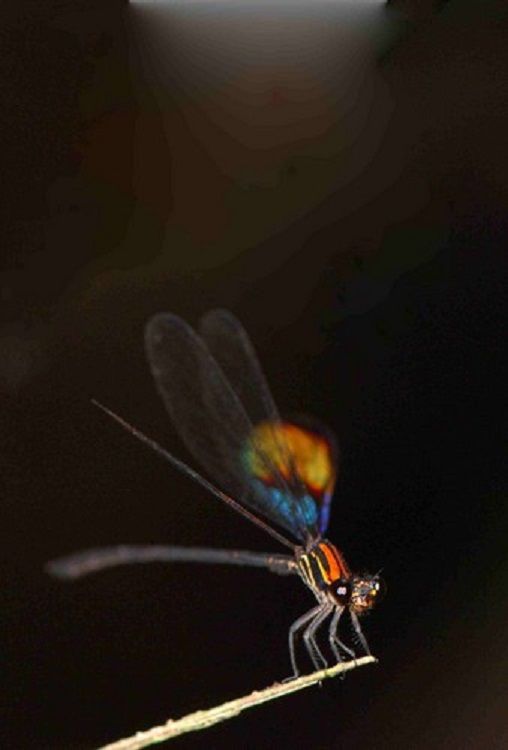 Chalcopteryx rutilans Glitterwing Brazil Baz