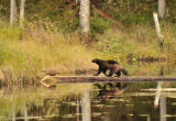 Wolverine crossing stream on a fallen log.