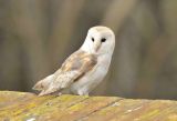 Barn Owl on Holkham Wall