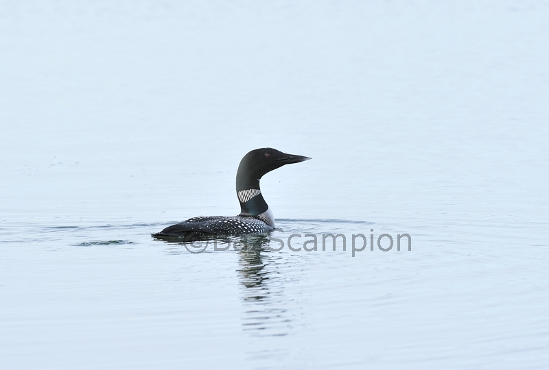 Great Northern Diver