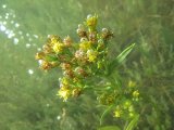 undersweb2.6