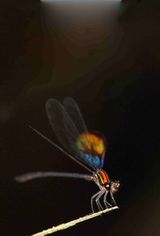 Chalcopteryx rutilans Glitterwing Brazil Baz