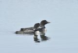 Pair of Great-northern Divers