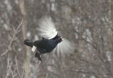 Male Black Grouse taking flight.
