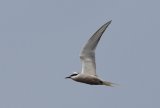 Eastern Common Tern