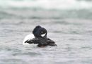 Barrow's Goldeneye