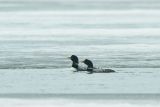 Pair of White-billed Divers