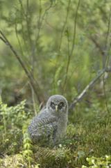 Great Grey Owl chick