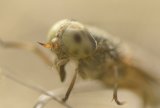 The Saltmarsh Horsefly