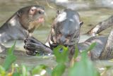 Family of Giant River Otters