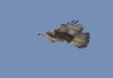 Golden eagle