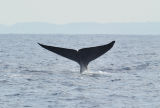 Blue Whale