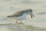 Spoon-billed Sandpiper
