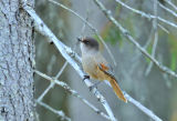 Siberian Jay