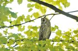 Long-eared Owl