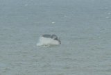 Humpack Whale showing flukes off Norfolk UK