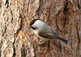 Willow Tit