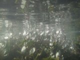 shimmering jewels of sea purslane