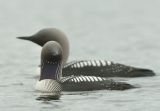 Pair of Pacific Divers