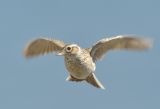 Eurasian Skylark