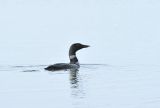 Great Northern Diver