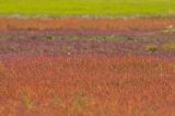 sueda and Spartina autumn spectacle