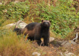 Wolverine