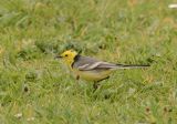 Male Citrine Wagtail